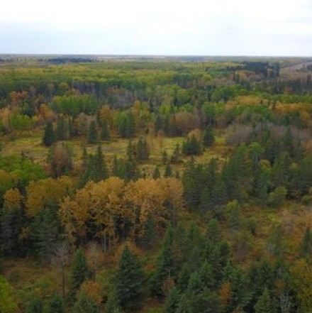 Elk moving naturally through wooded terrain at Echo Lake Hunts