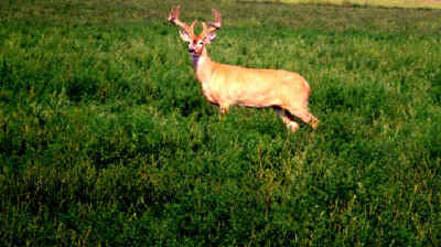 Whitetail at Echo Lake Hunts