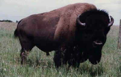 Bison at Echo Lake Hunts