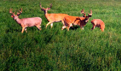 Whitetail at Echo Lake Hunts