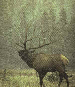 The start of our trophy bull elk at Echo Lake Hunts in Saskatchewan