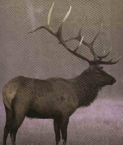 The start of our trophy bull elk at Echo Lake Hunts in Saskatchewan