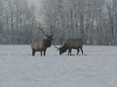 The start of our trophy bull elk at Echo Lake Hunts in Saskatchewan