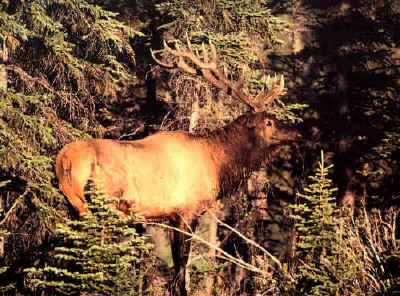 The start of our trophy bull elk at Echo Lake Hunts in Saskatchewan