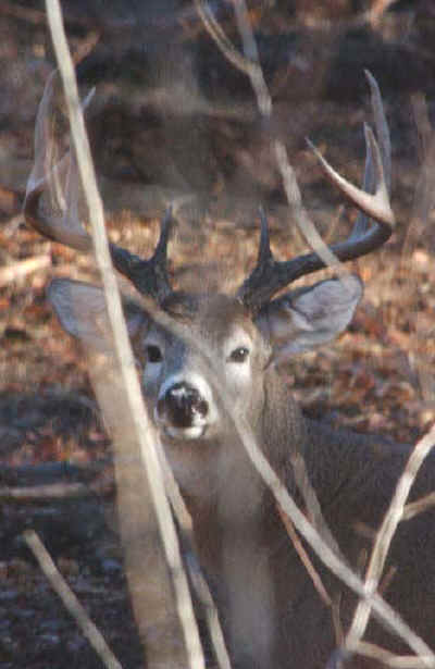Whitetail peeking through trees