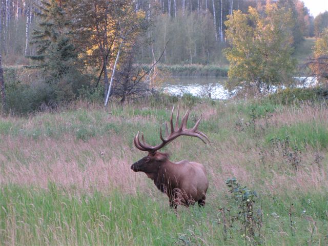 Beautiful elk spotted while elk hunting in Saskatchewan Canada