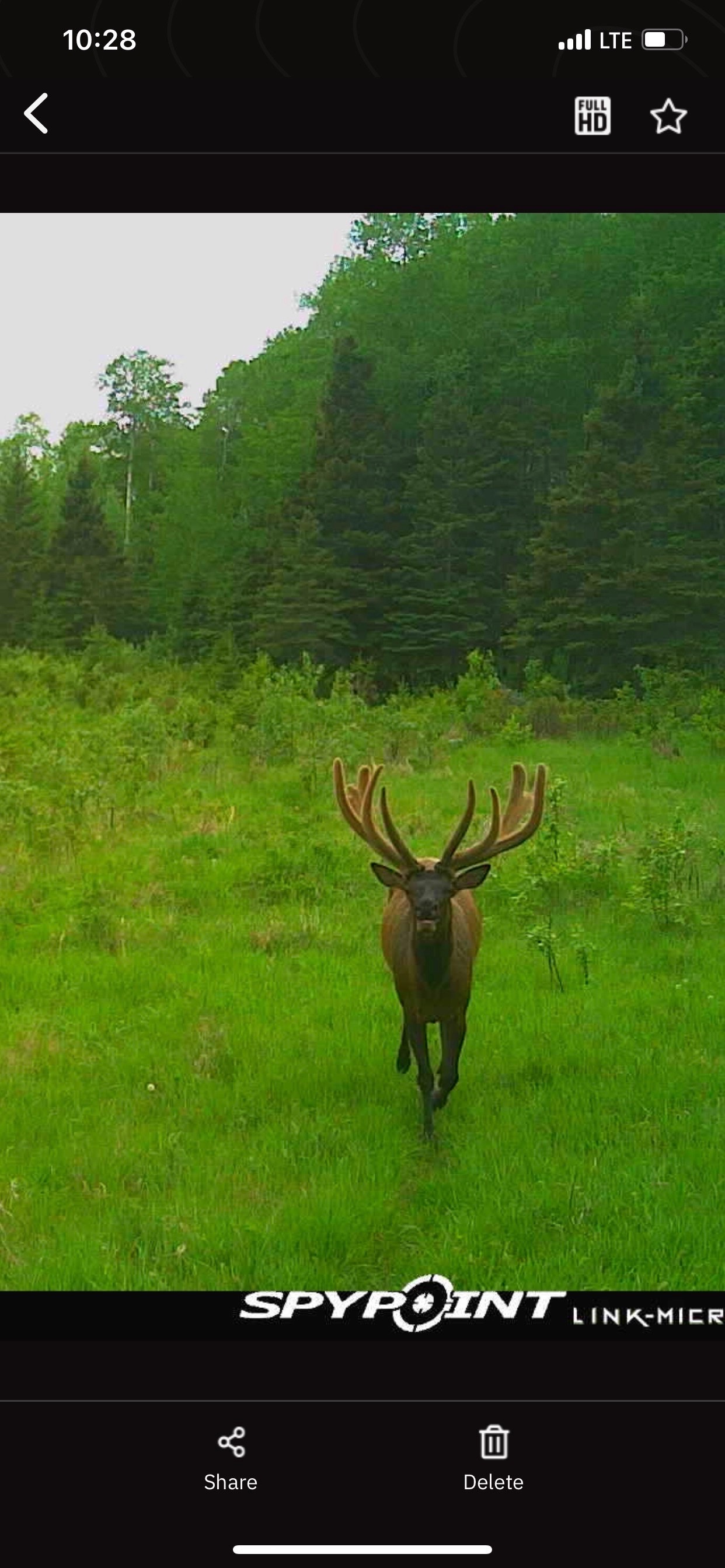 The elk are huge after hunting elk in Saskatchewan Canada