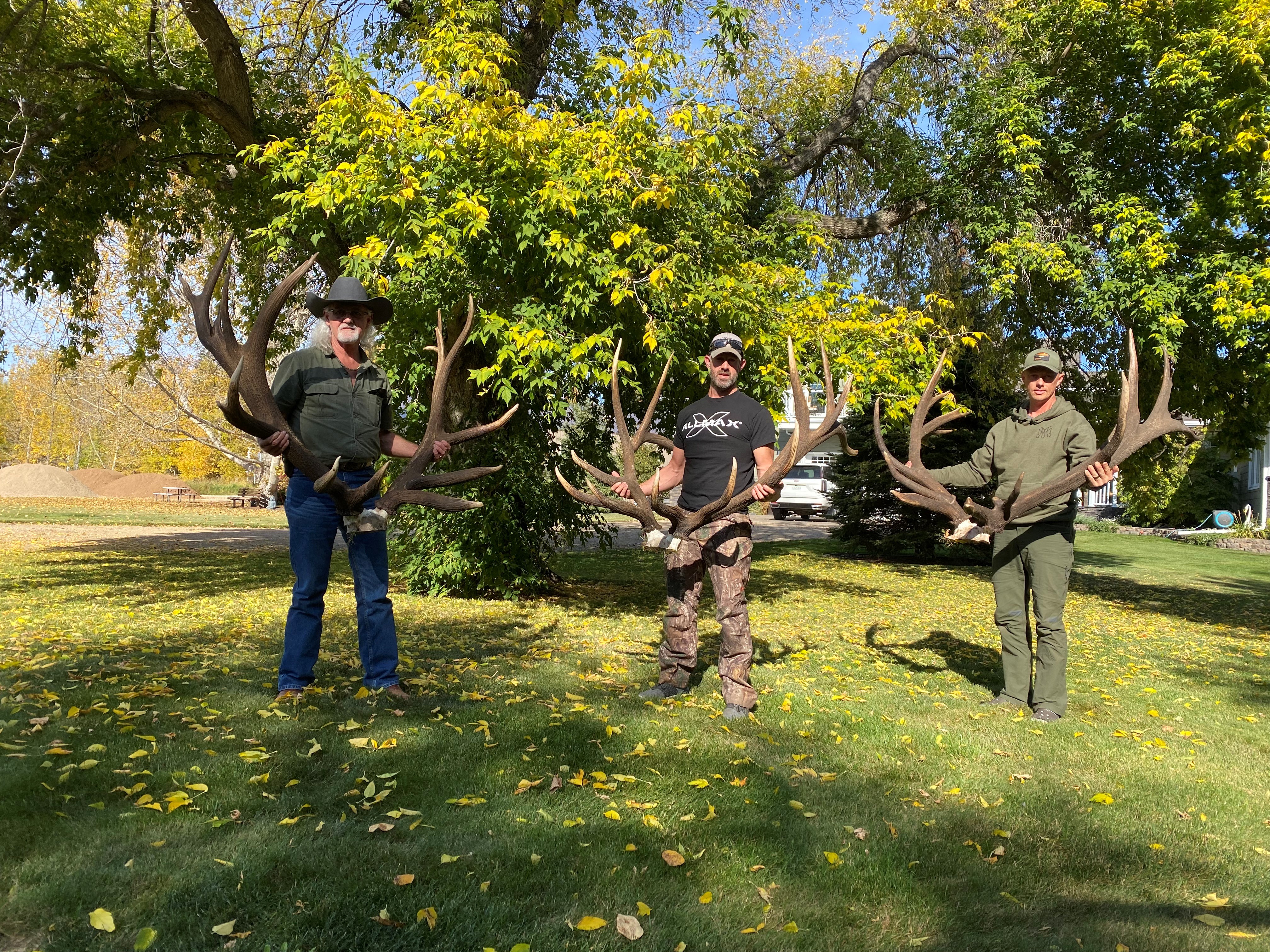 Beautiful bulls after hunting elk in Saskatchewan Canada
