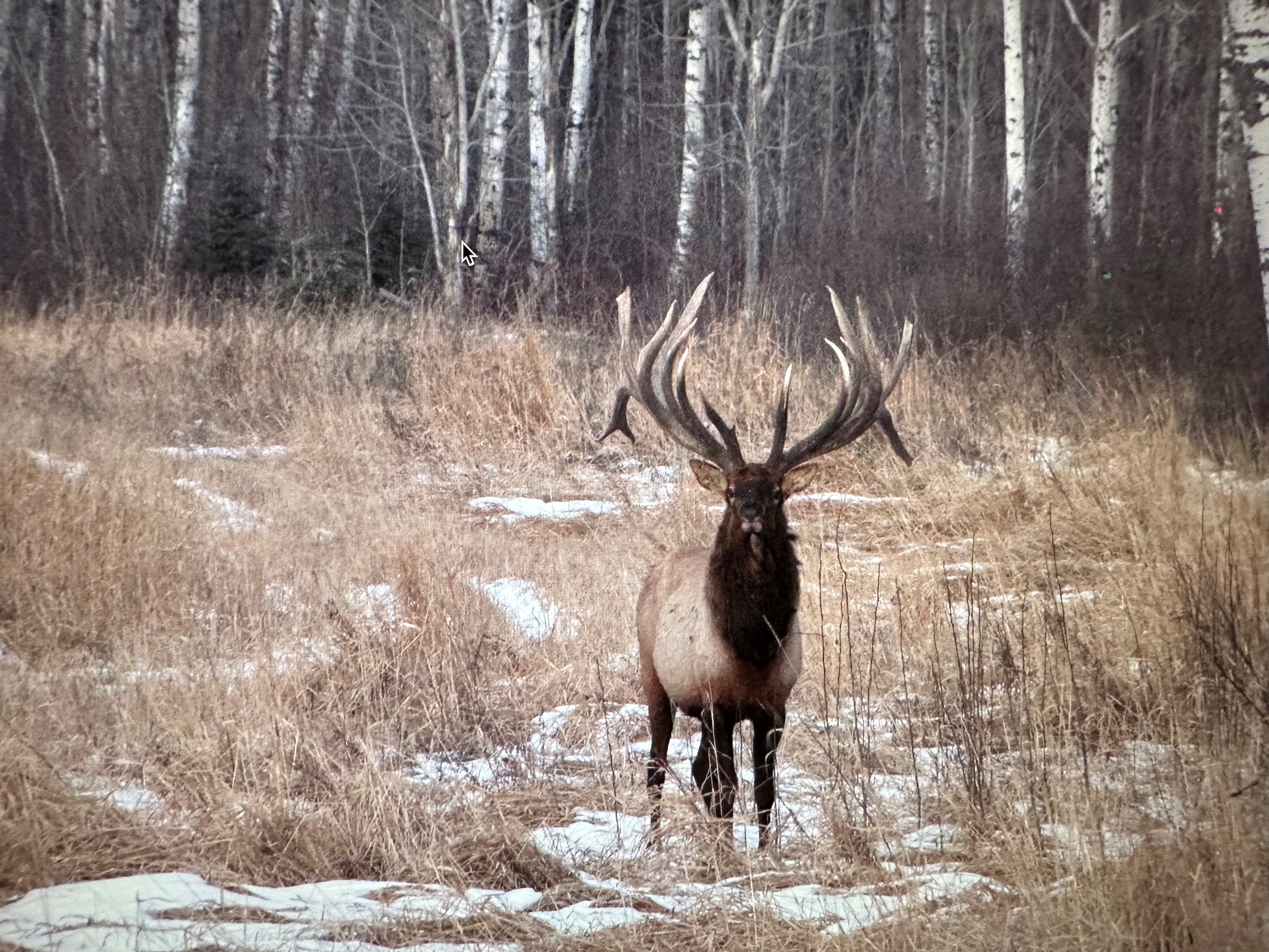 Monster bull after hunting elk in Saskatchewan Canada