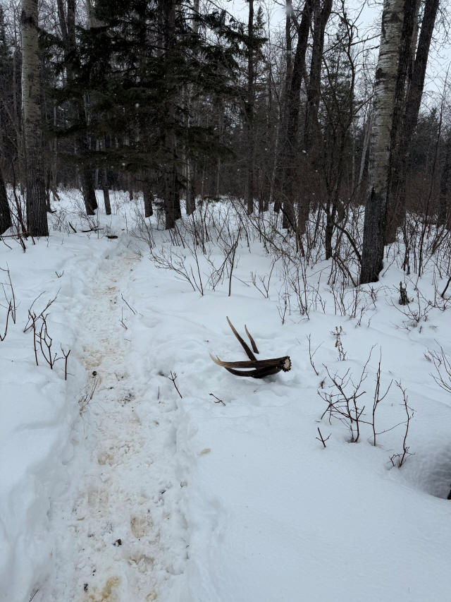 Elk horns on the trail at Echo Lake Hunts