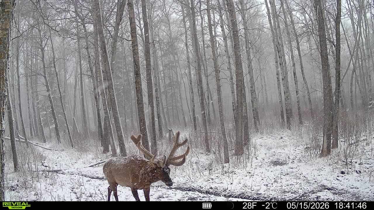 Monster bull elk in a May snowstorm
