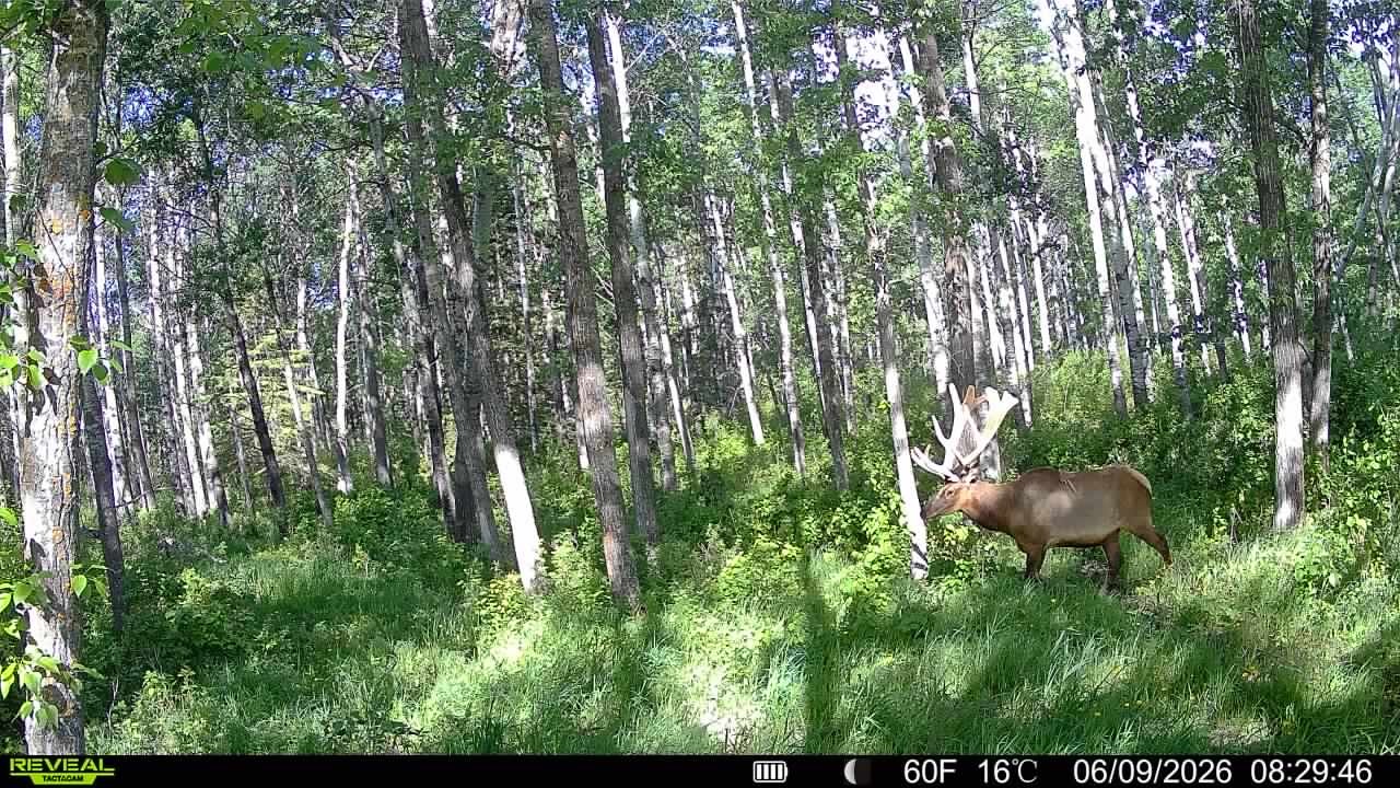 Monster bull elk in June