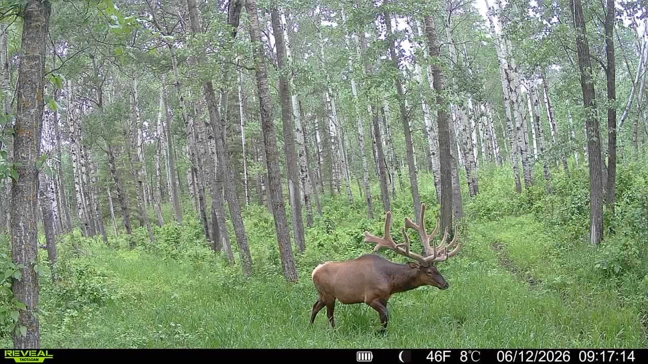 Monster bull elk in June at Echo Lake Hunts in Saskatchewan