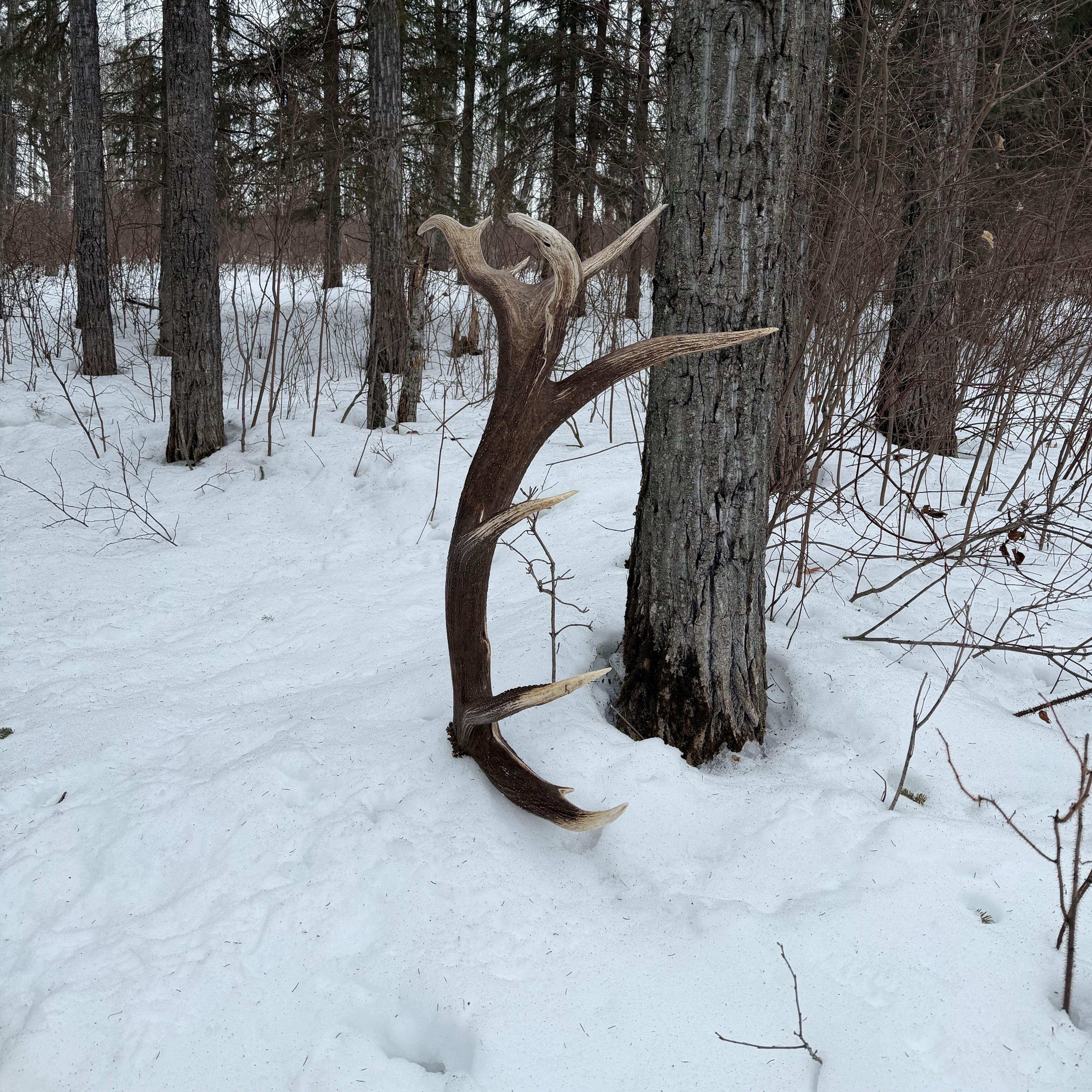 Recent trophy bull elk hunt at Echo Lake Hunts in Saskatchewan